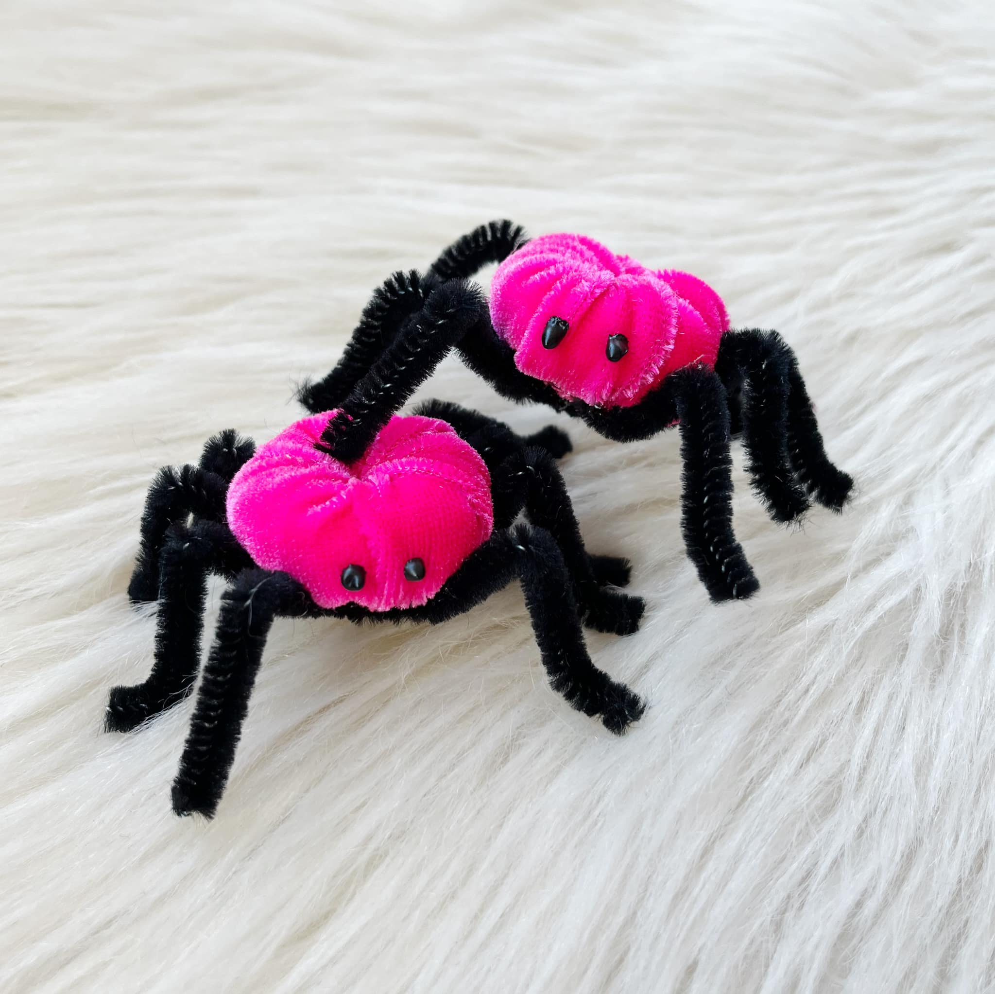 Spiders
